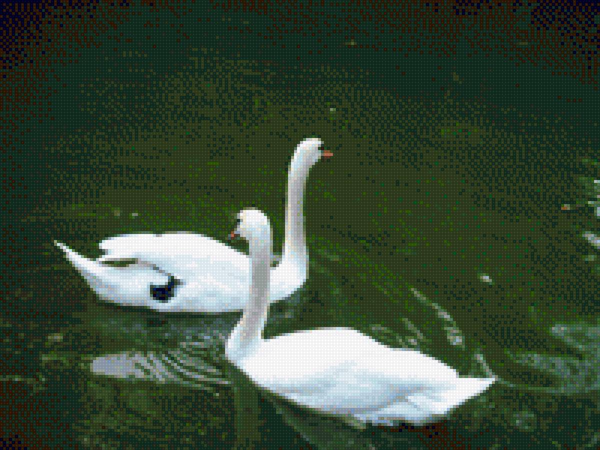 Пара лебедей - пара лебедей, пара, лебеди - предпросмотр