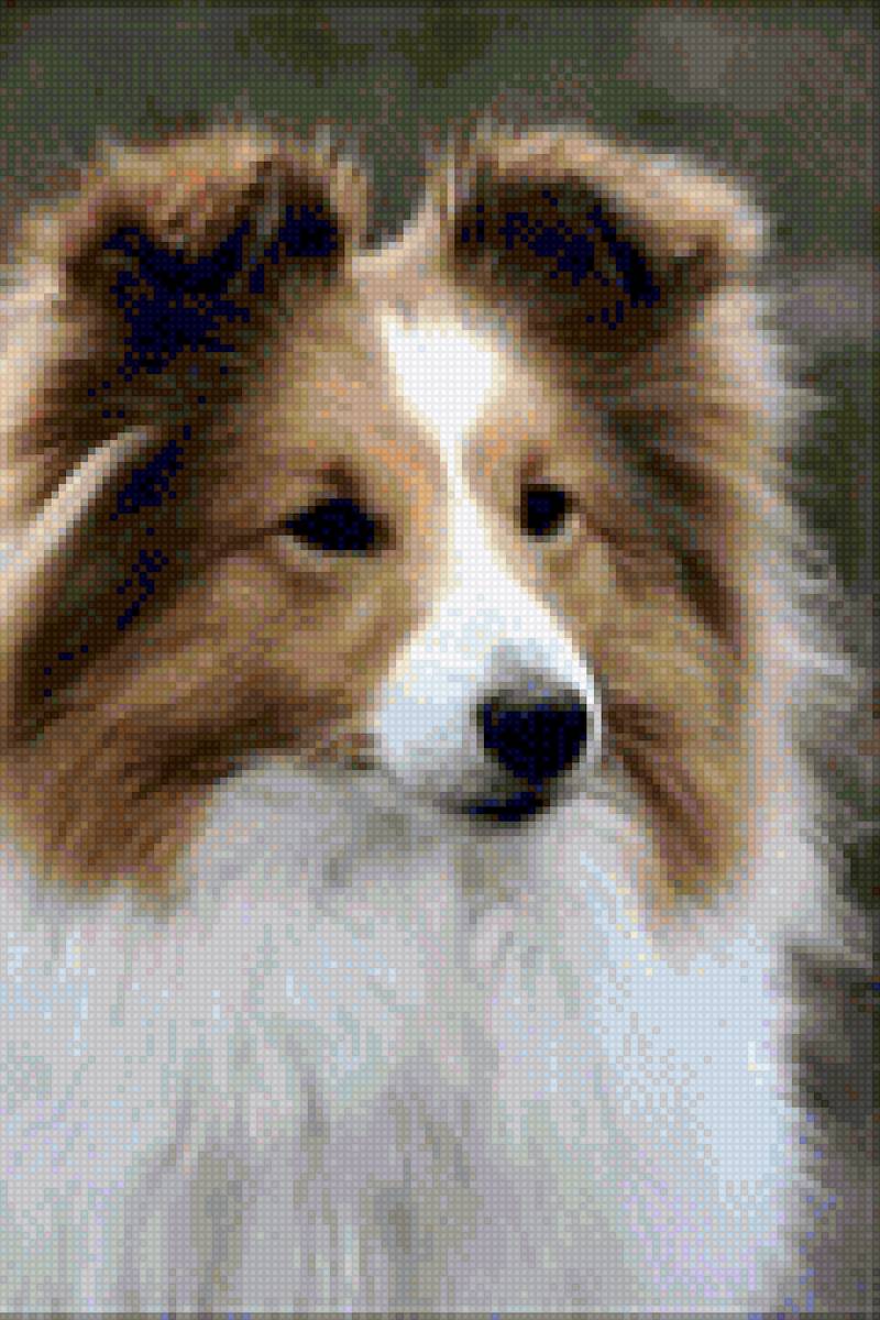 Шелти - собака, шелти, собачка - предпросмотр