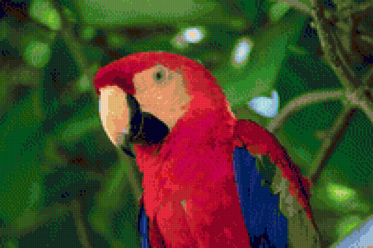 Попугай - попугай - предпросмотр