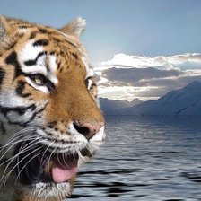 Схема вышивки «тигр»