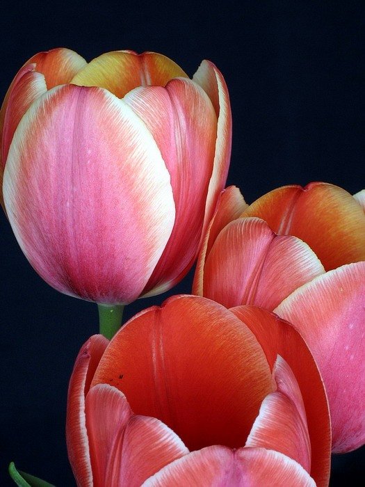 тюльпаны - тюльпаны - оригинал