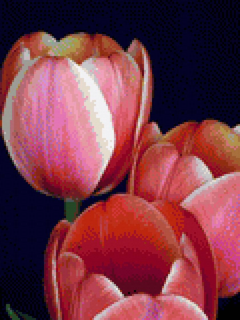 тюльпаны - тюльпаны - предпросмотр