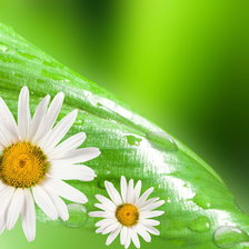 Схема вышивки «ромашки»