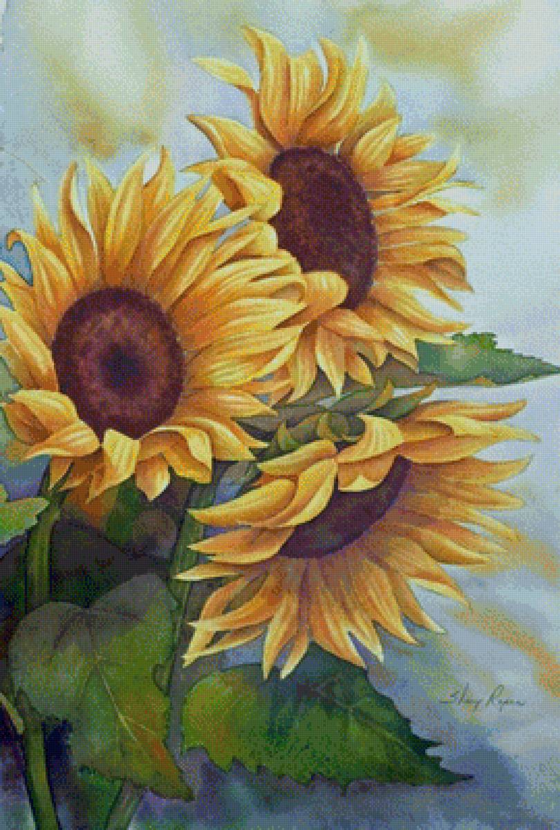 подсолнухи - цветы, букет, подсолнухи - предпросмотр