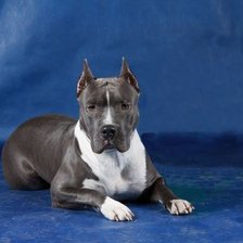 Схема вышивки «Голубой стффордширский терьер»