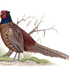 Оригинал схемы вышивки «№1276135»