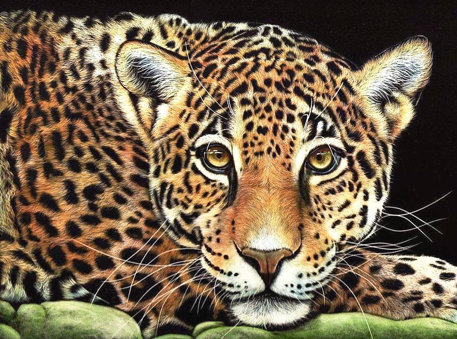 Серия "Фауна" - леопард, хищник, взгляд - оригинал