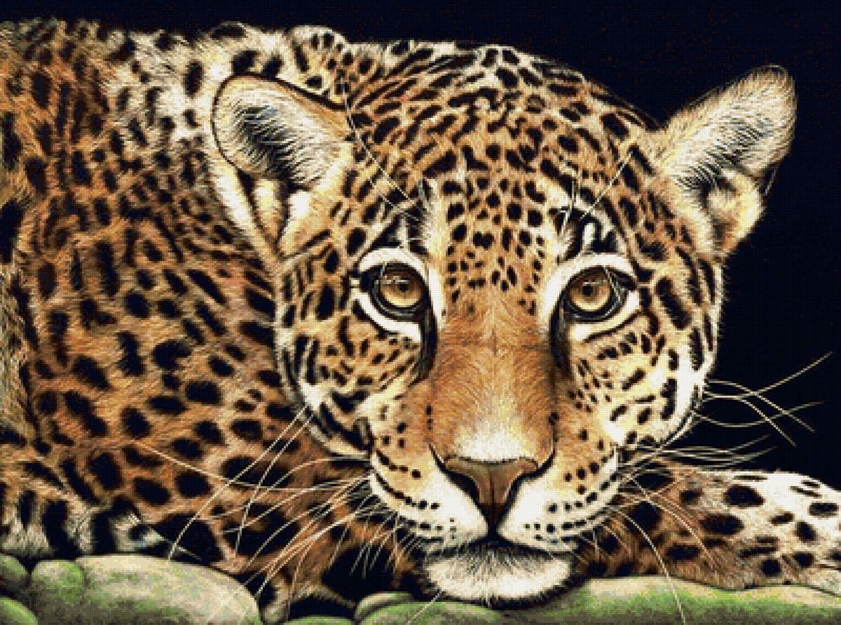 Серия "Фауна" - леопард, хищник, взгляд - предпросмотр