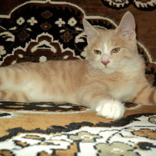 Схема вышивки «Курильский бобтейл»