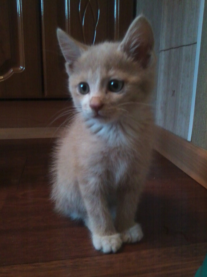 Котёнок - оригинал