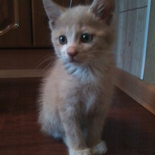 Схема вышивки «Котёнок»