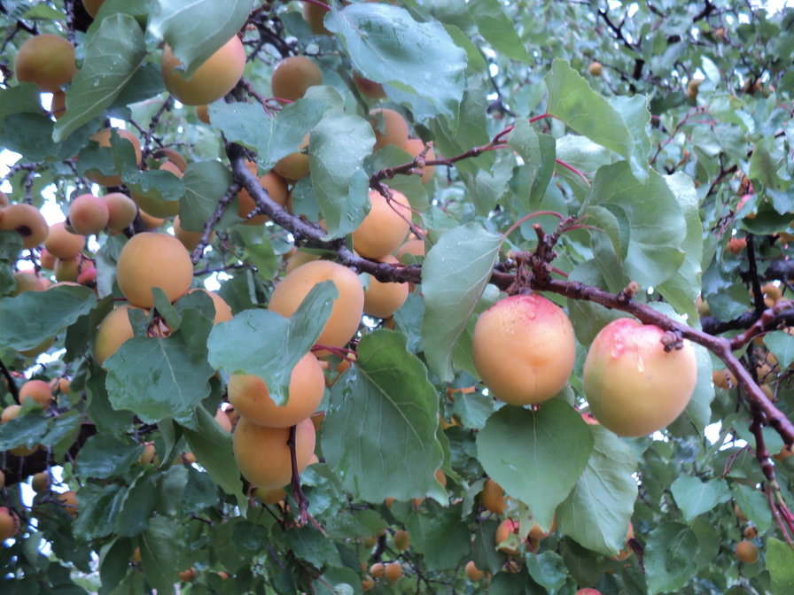 Абрикосы - оригинал