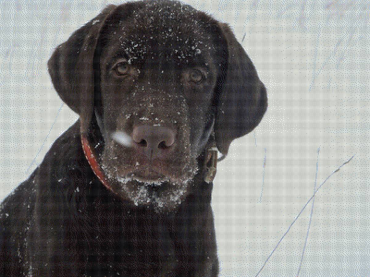 Лабрадор - предпросмотр