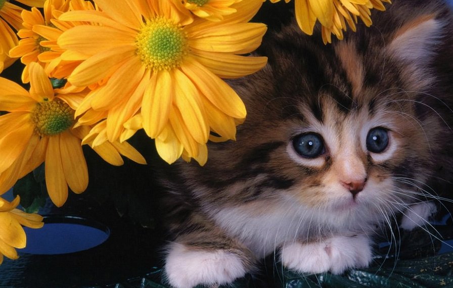 №1278278 - оригинал