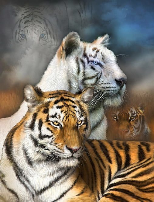 Тигры - тигр, животные - оригинал