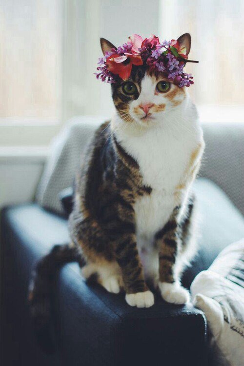 Кошка с венком - венок, цветы, кошка - оригинал