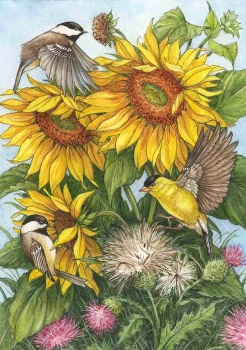 Лето - птицы, цветы, природа, лето - оригинал