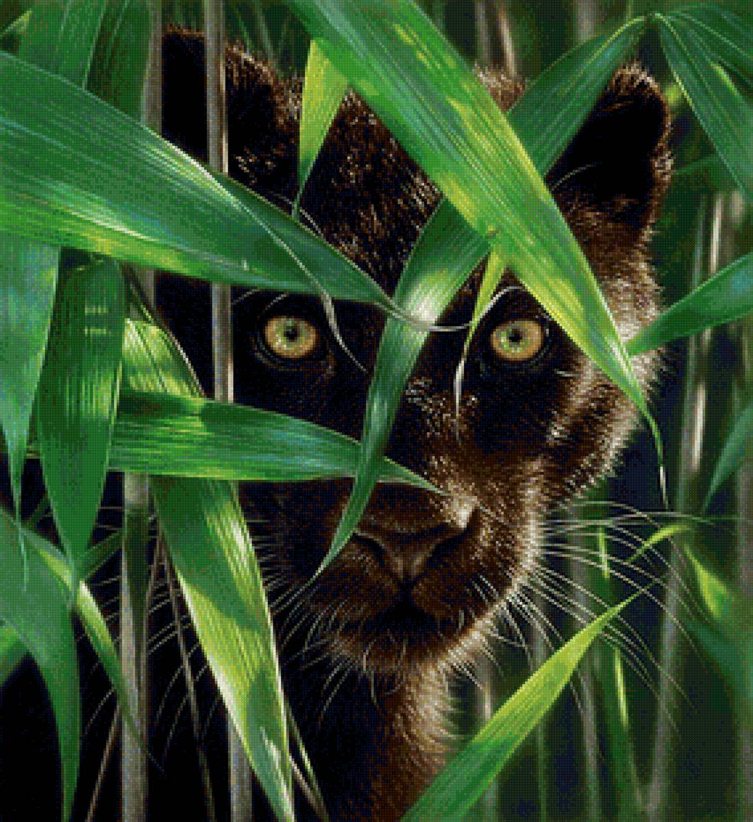 черная кошка - предпросмотр