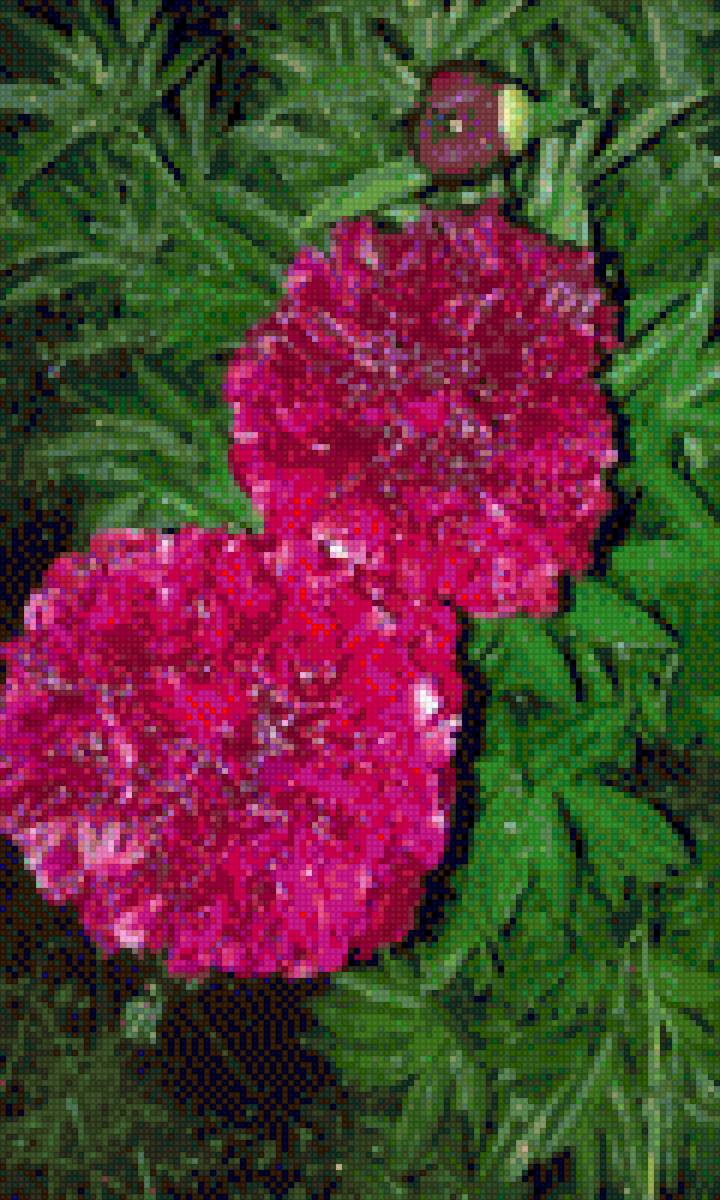 мамины пионы - предпросмотр