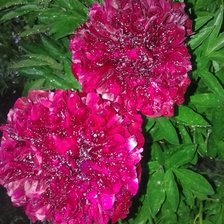 Схема вышивки «мамины пионы»