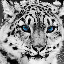 Схема вышивки «леопард»