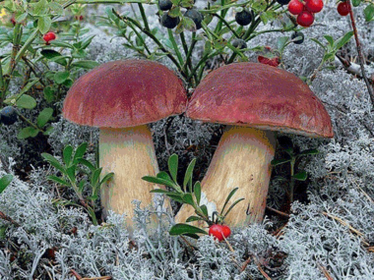 грибы - лес, белый гриб, природа, ягоды - предпросмотр