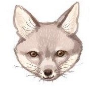 Фенек - оригинал