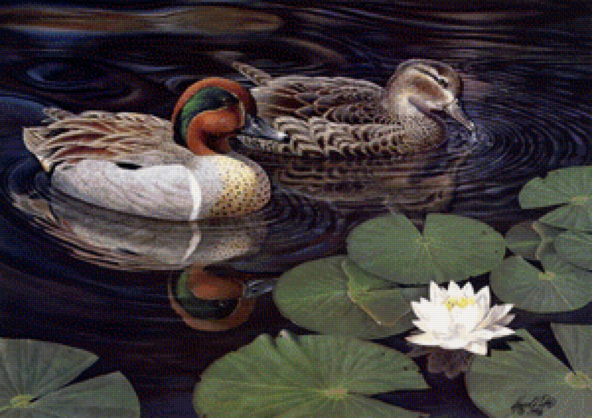 уточки пара - птицы, пара, уточки - предпросмотр