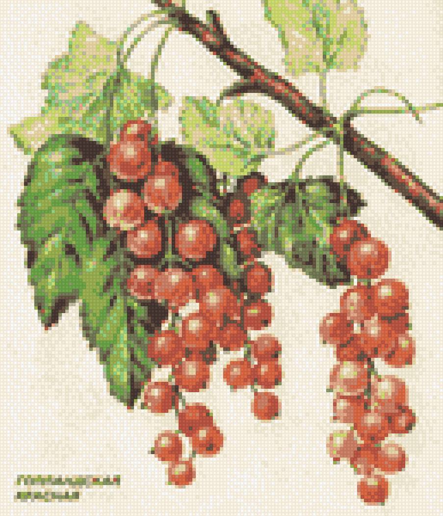 смородина - предпросмотр