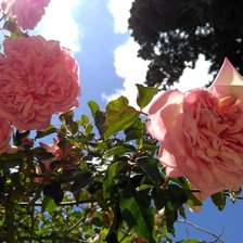 Rosas de pitimini