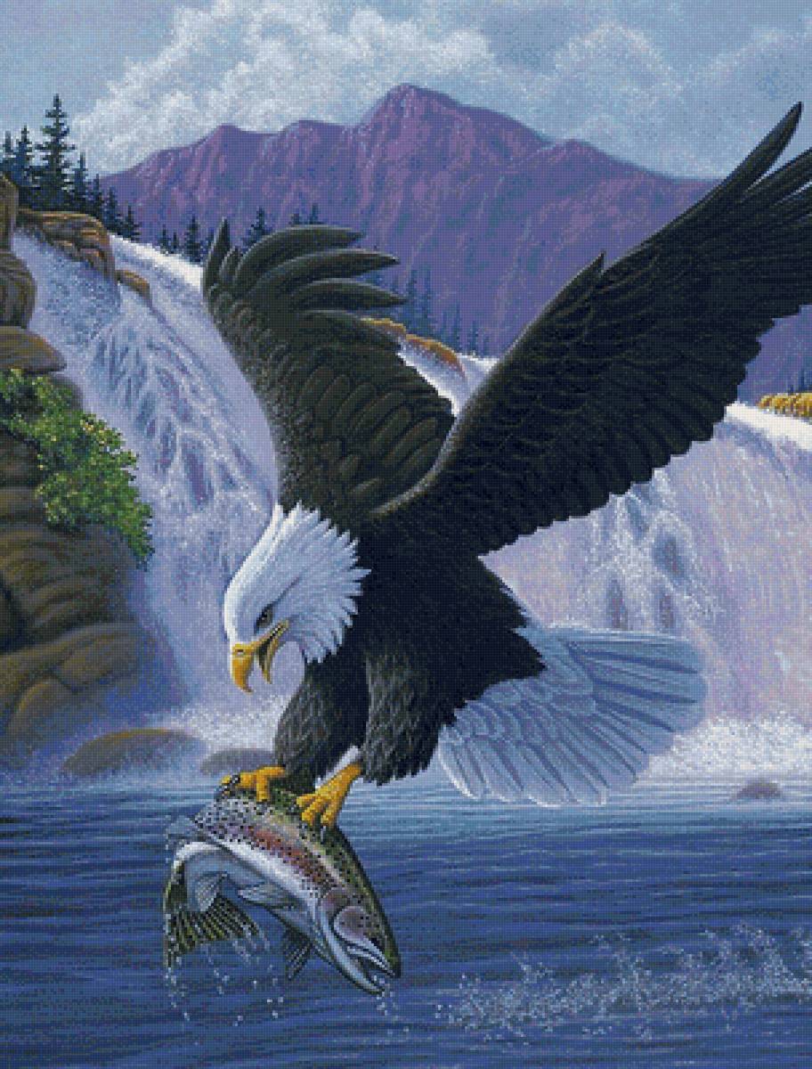 хозяин неба - рыбы, полет, орел, птицы, хищники, водопад, горы, река, орлы, рыба - предпросмотр