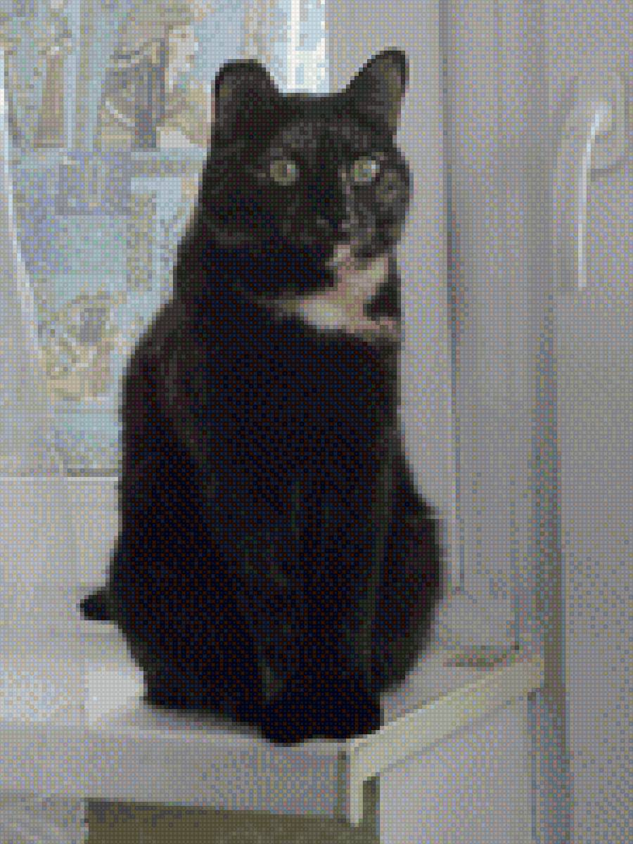 Умка - домашние животные, кошка, животные - предпросмотр