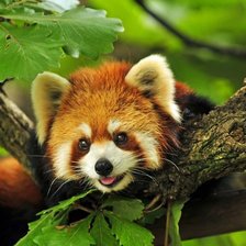 Схема вышивки «красная панда»