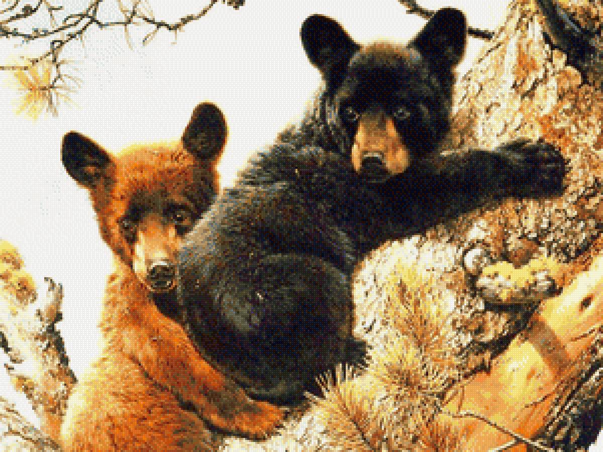 медвежья парочка - предпросмотр