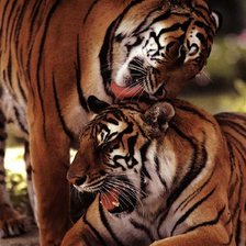 Схема вышивки «№1283635»