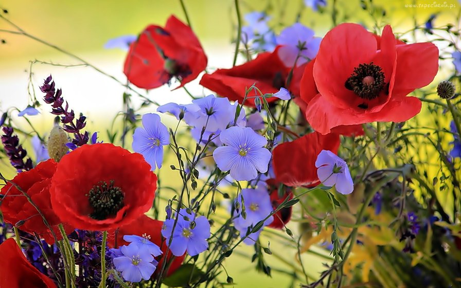 Цветущие маки - поле, маки.ваза, лето, природа, вышивка, натюрморт - оригинал