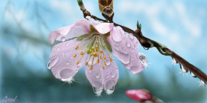 Яблонька в цвету - яблоня, дерево, цветы - оригинал