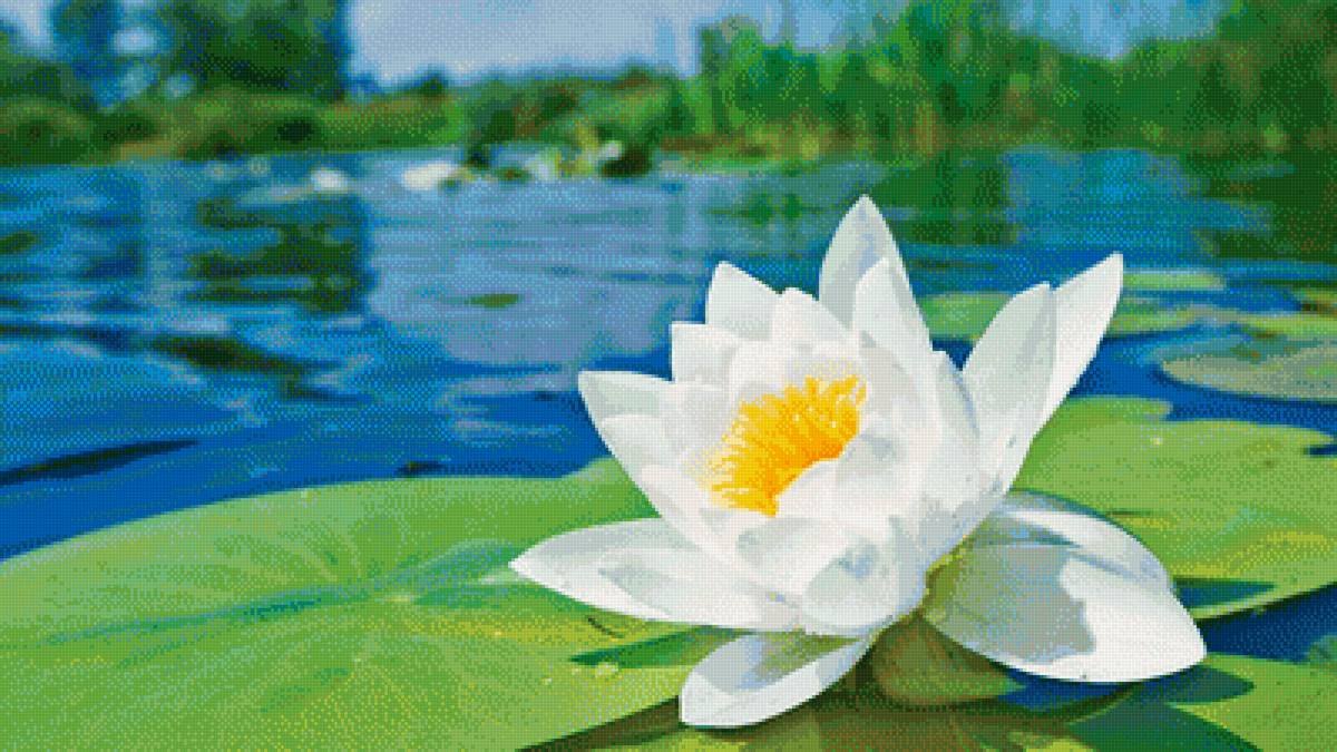 КУВШИНКА - кувшинка - предпросмотр