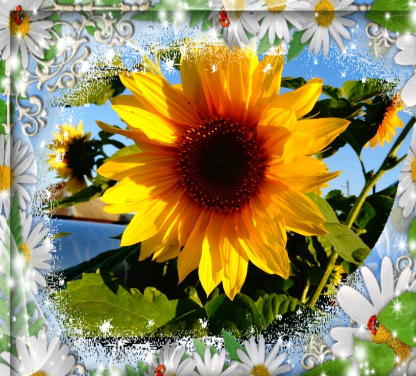 Лето - подсолнух, лето - оригинал