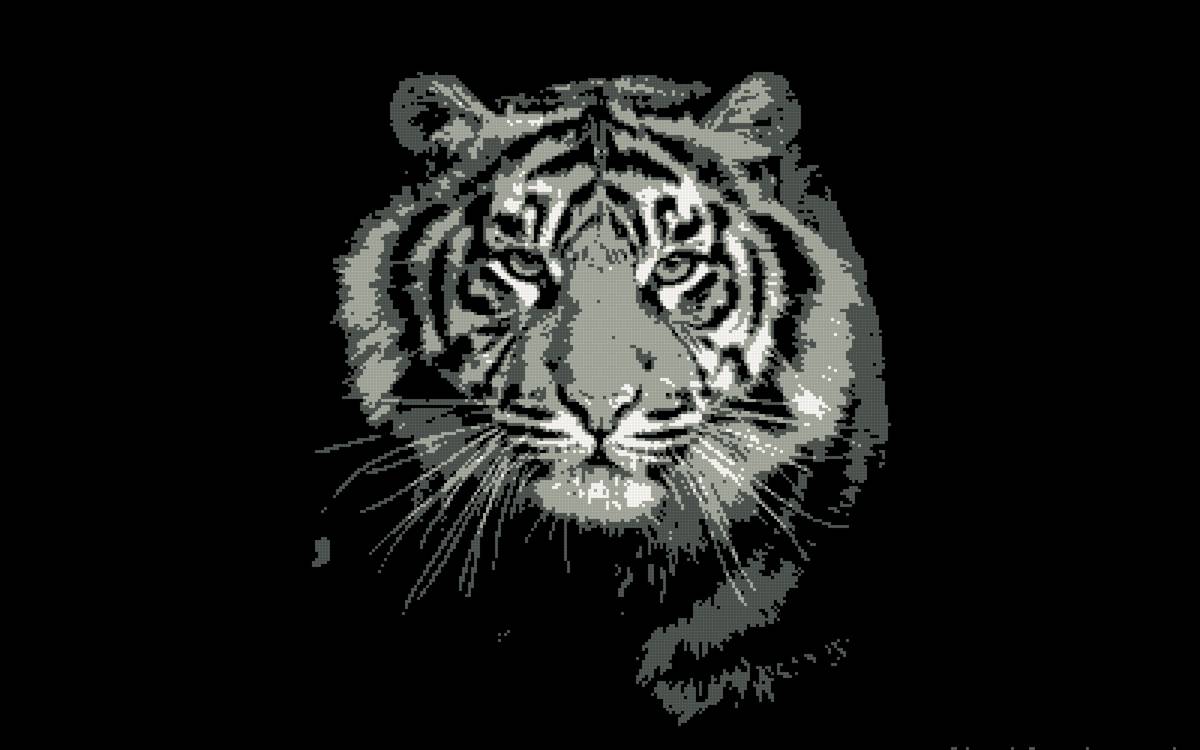 Красавец тигр - тигр, животные - предпросмотр