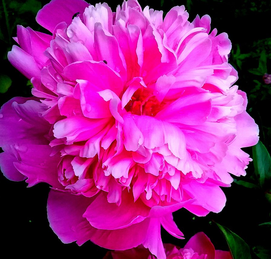 Пион - цветы - оригинал