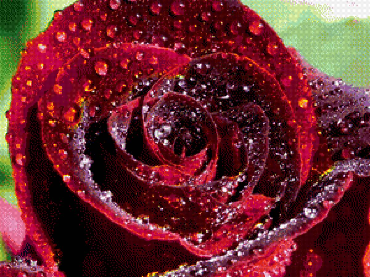 роза - цветы - предпросмотр