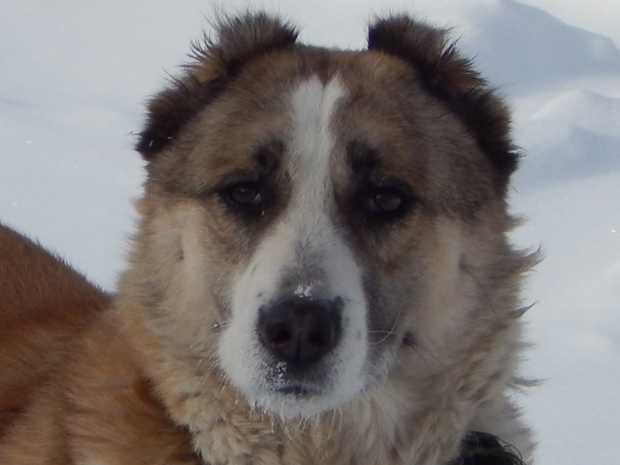 САО Зара - собака - оригинал