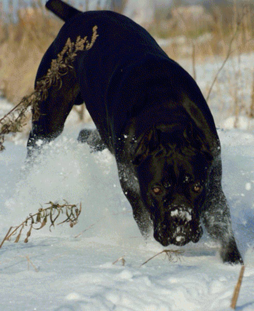 Итальянский Кане Корсо2 - предпросмотр