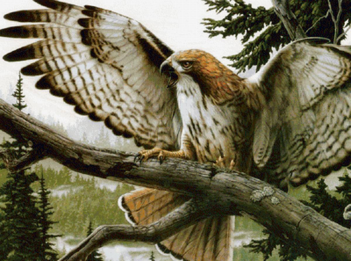 Серия "Пташка" - хищник, ястреб, полет - предпросмотр