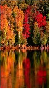 Tópart - természet - оригинал