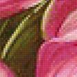 Предпросмотр схемы вышивки «розовое чудо» (№1288890)