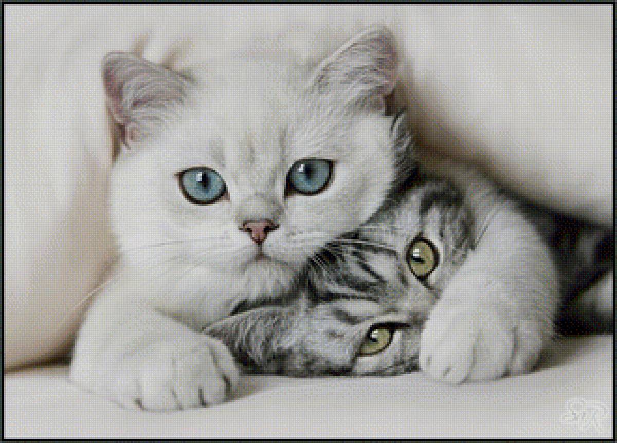 Киски - предпросмотр