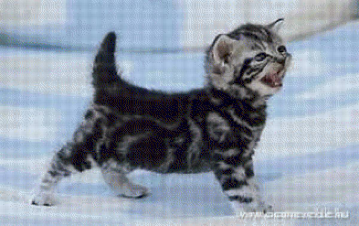 Cicus - cica, állatok - предпросмотр