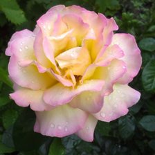 Схема вышивки «Роза Глория»